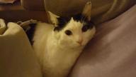 Awesomspiritcat21